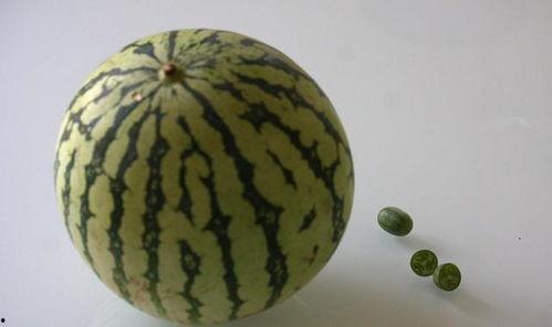 吃瓜太饱,揭秘娱乐圈背后的真相  第3张